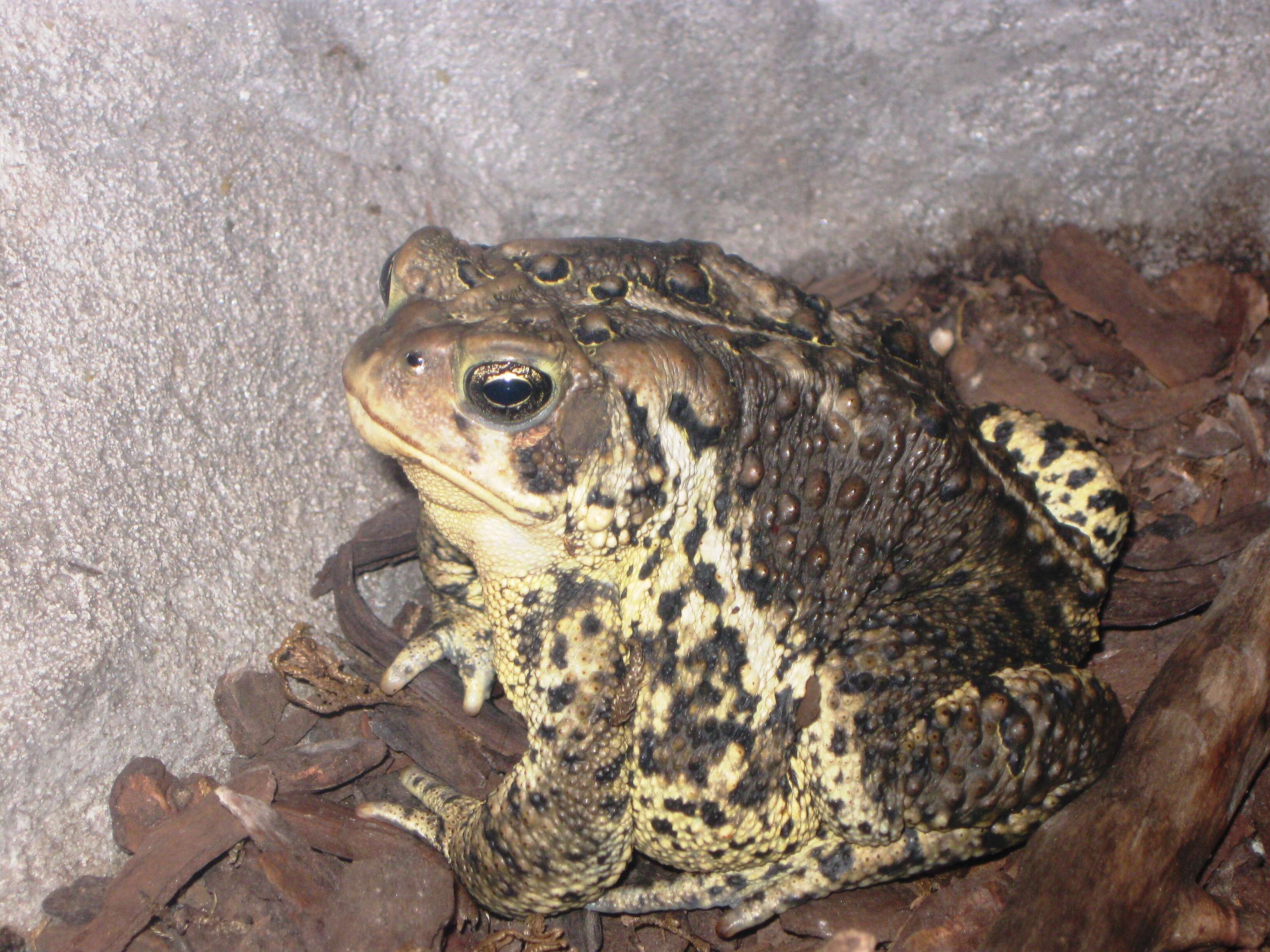 Imagem de Anaxyrus americanus (Holbrook 1836)