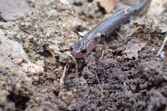 Plethodon dorsalis Cope 1889 resmi