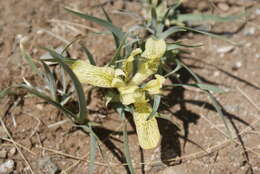 Image of Iris potaninii Maxim.