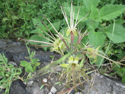 Image of Agave debilis A. Berger