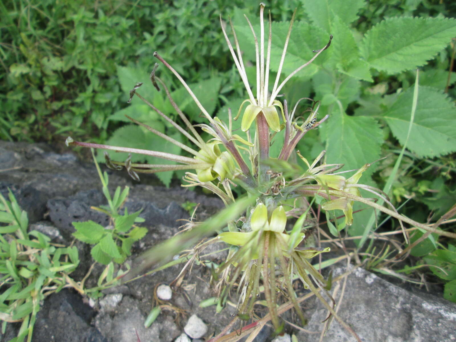 Agave debilis A. Berger resmi