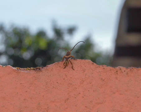 Image of Bebelis acuta Pascoe 1875