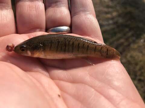 Image of Marsh killifish