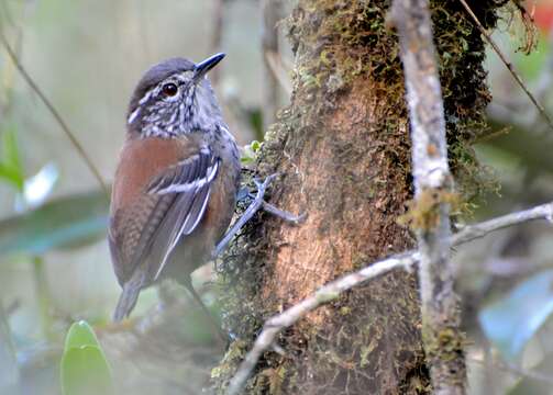 Image of Bar-winged Wood Wren