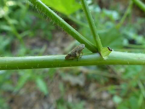 Image of European Alder Spittlebug