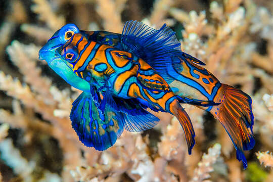 Image of Mandarinfish