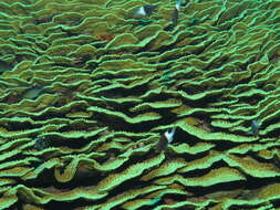 Image of Yellow scroll coral