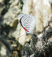 صورة Diaethria neglecta Salvin 1869