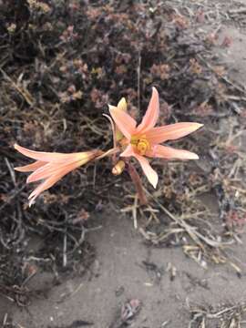 Image of Zephyranthes advena