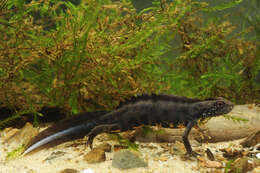 Image of Italian crested newt