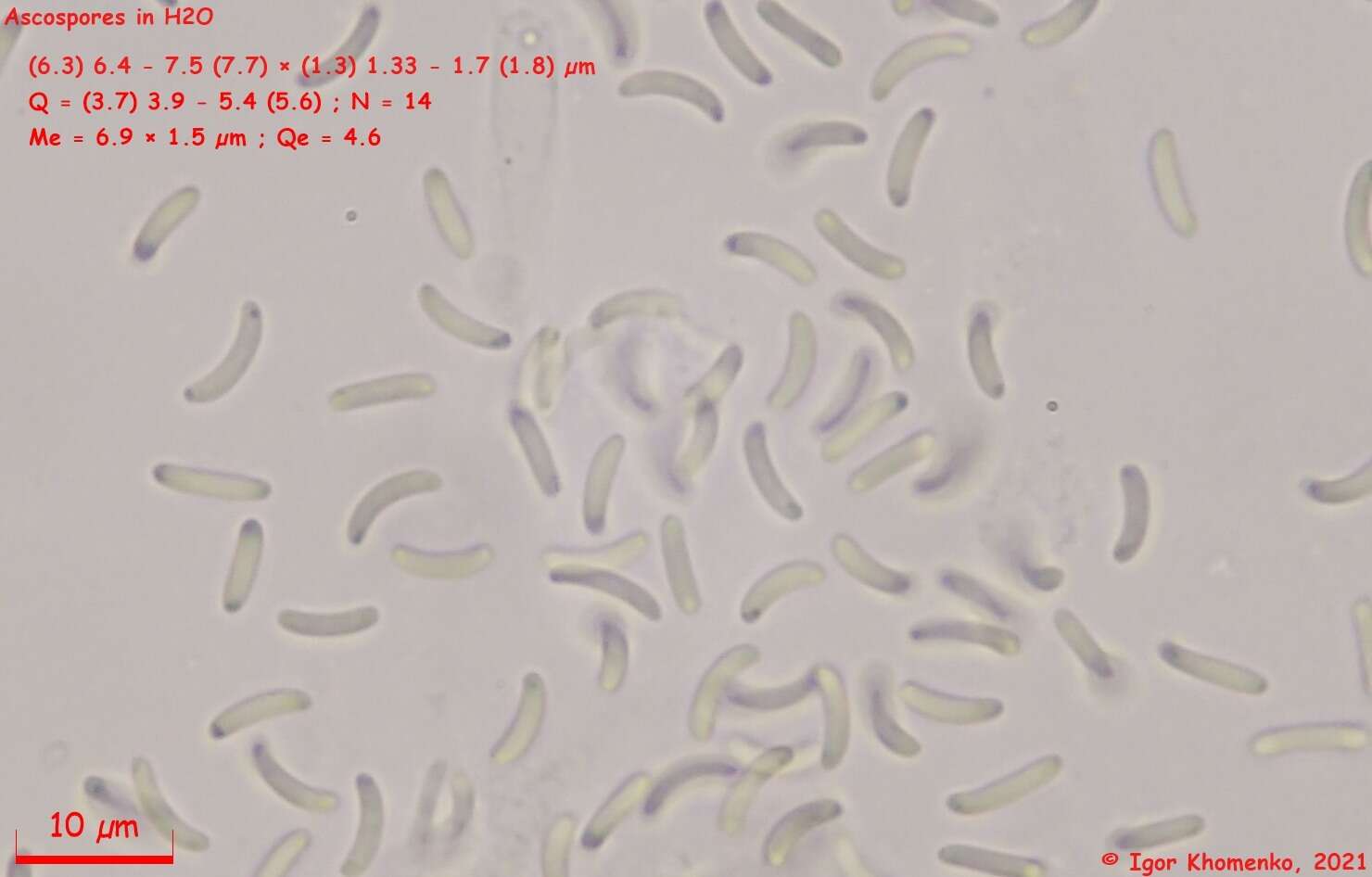 Plancia ëd Diatrype stigma (Hoffm.) Fr. 1849