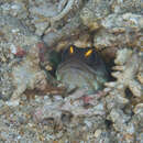 Image of Goldspecs jawfish