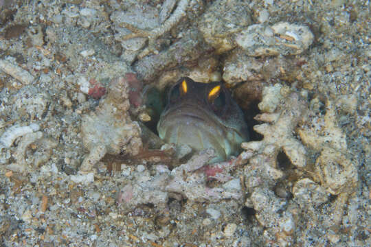 Image of Goldspecs jawfish