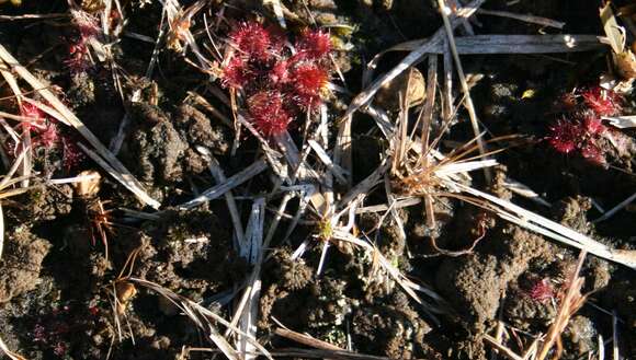 Image of Common Sundew