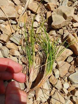 Image of Chionochloa australis (Buchanan) Zotov