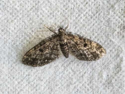 Слика од Eupithecia tantillaria Boisduval 1840