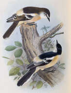 Image of Cuckooshrike