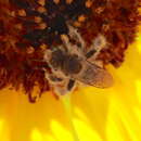 Image of Sunflower Chimney Bee