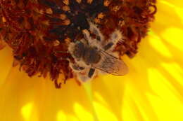 Image of Sunflower Chimney Bee