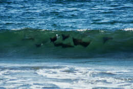 Image of Munk&#39;s devil ray