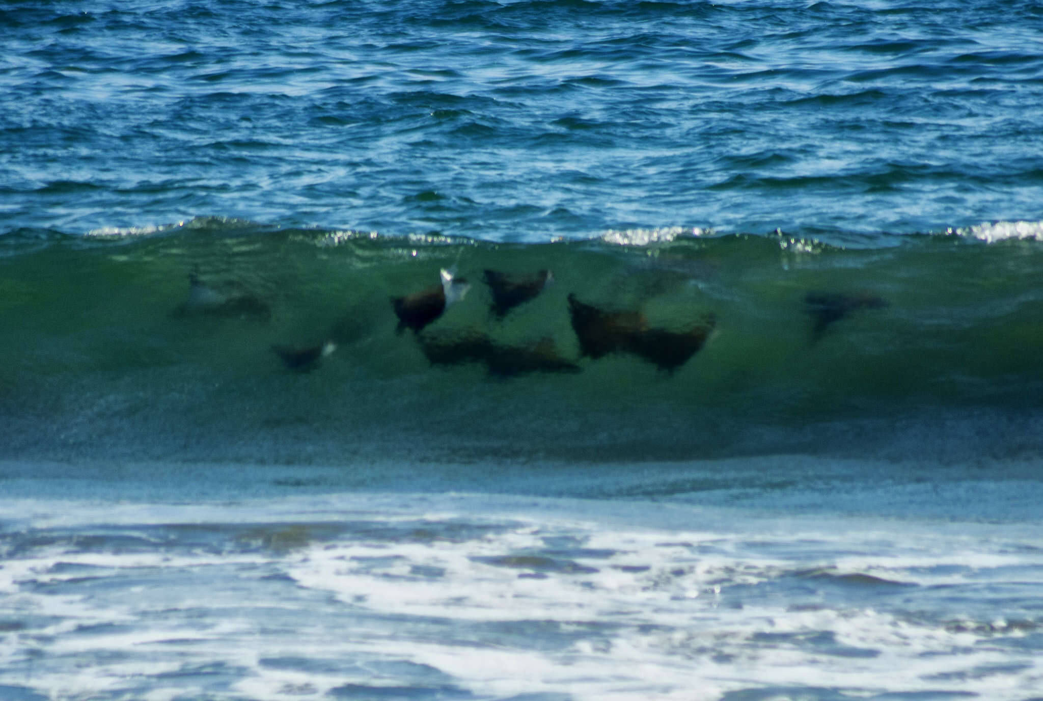 Image of Munk&#39;s devil ray