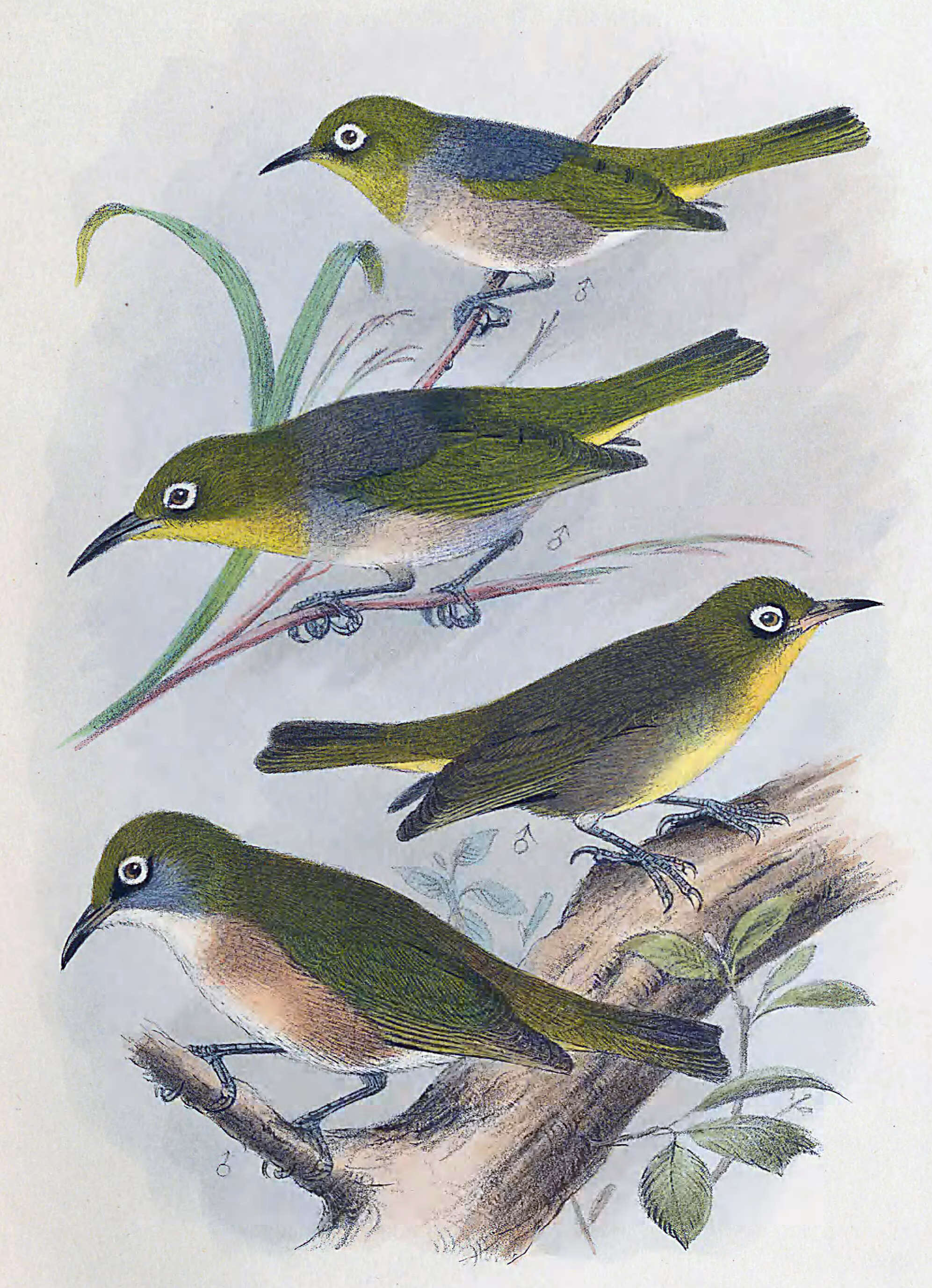 Image of White-breasted Silvereye