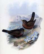 Image of thrushes