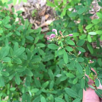 Image of violet lespedeza