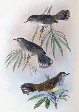 Image of Norfolk Gerygone