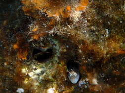 صورة Alloblennius jugularis (Klunzinger 1871)