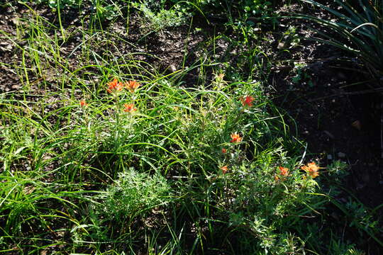 Image of coast Indian paintbrush