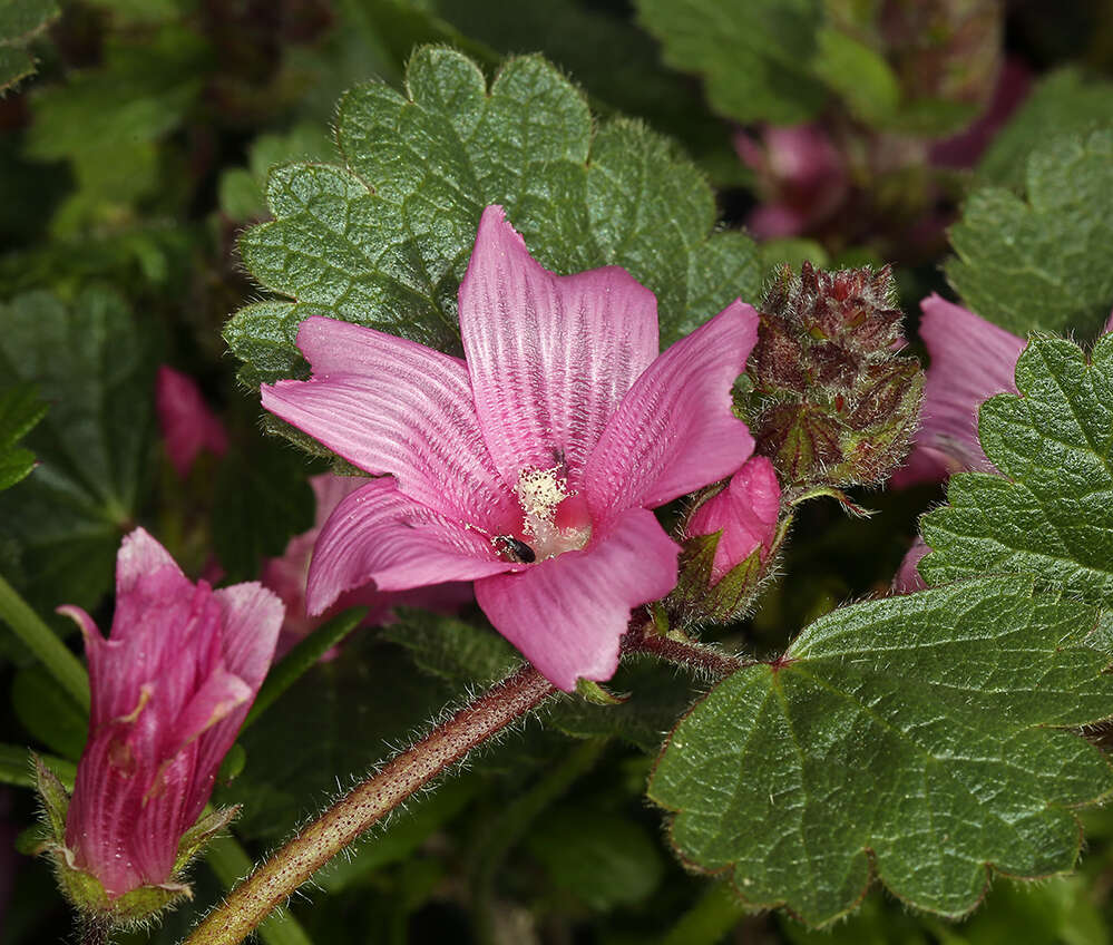 Image of dwarf checkerbloom