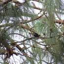 Image of Metallic-green Tanager