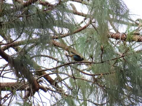 Image of Metallic-green Tanager