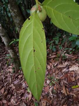 Image of Posoqueria grandiflora Standl.