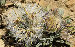 Image of common Townsend daisy