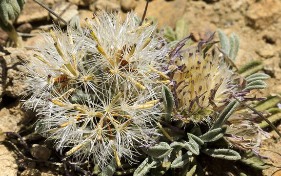 Image of common Townsend daisy