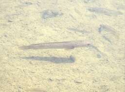 Image of Asian Snakehead