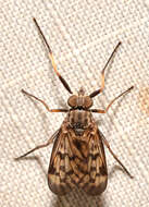 Image of Lesser Variegated Snipe Fly