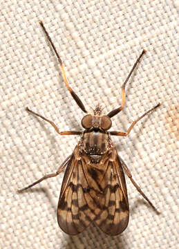 Image of Lesser Variegated Snipe Fly