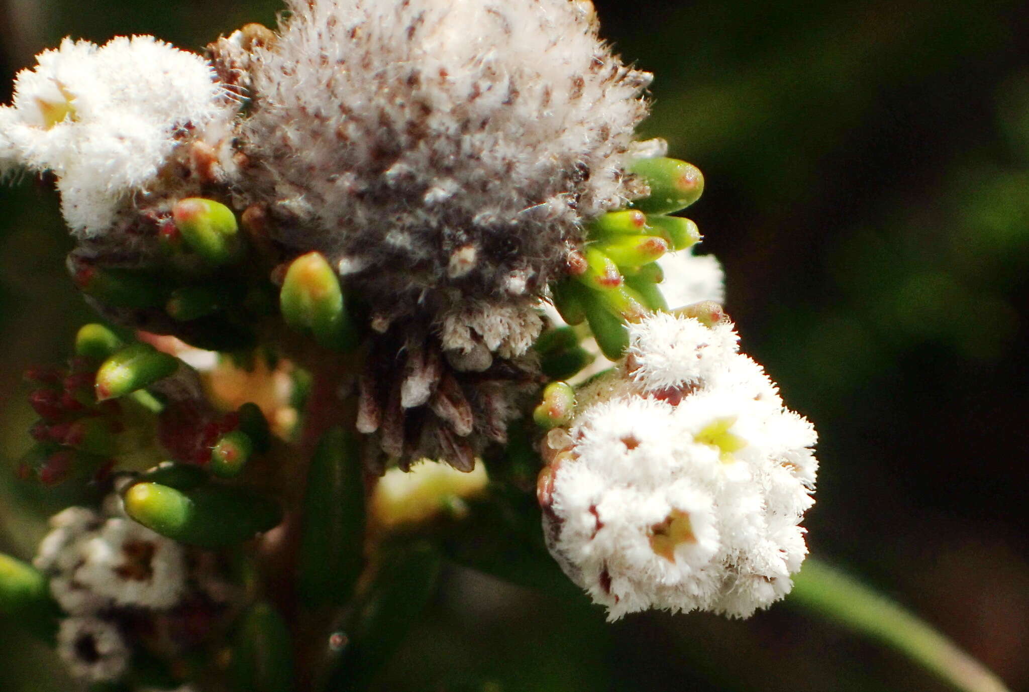 Phylica ericoides var. muirii Pillans resmi