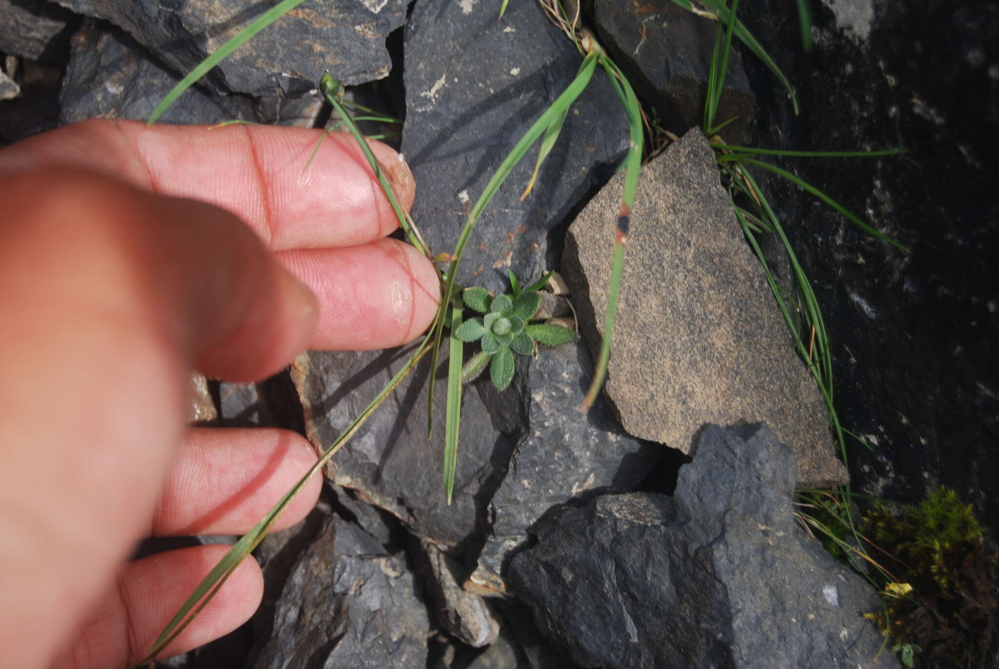 Image of yellow arctic draba