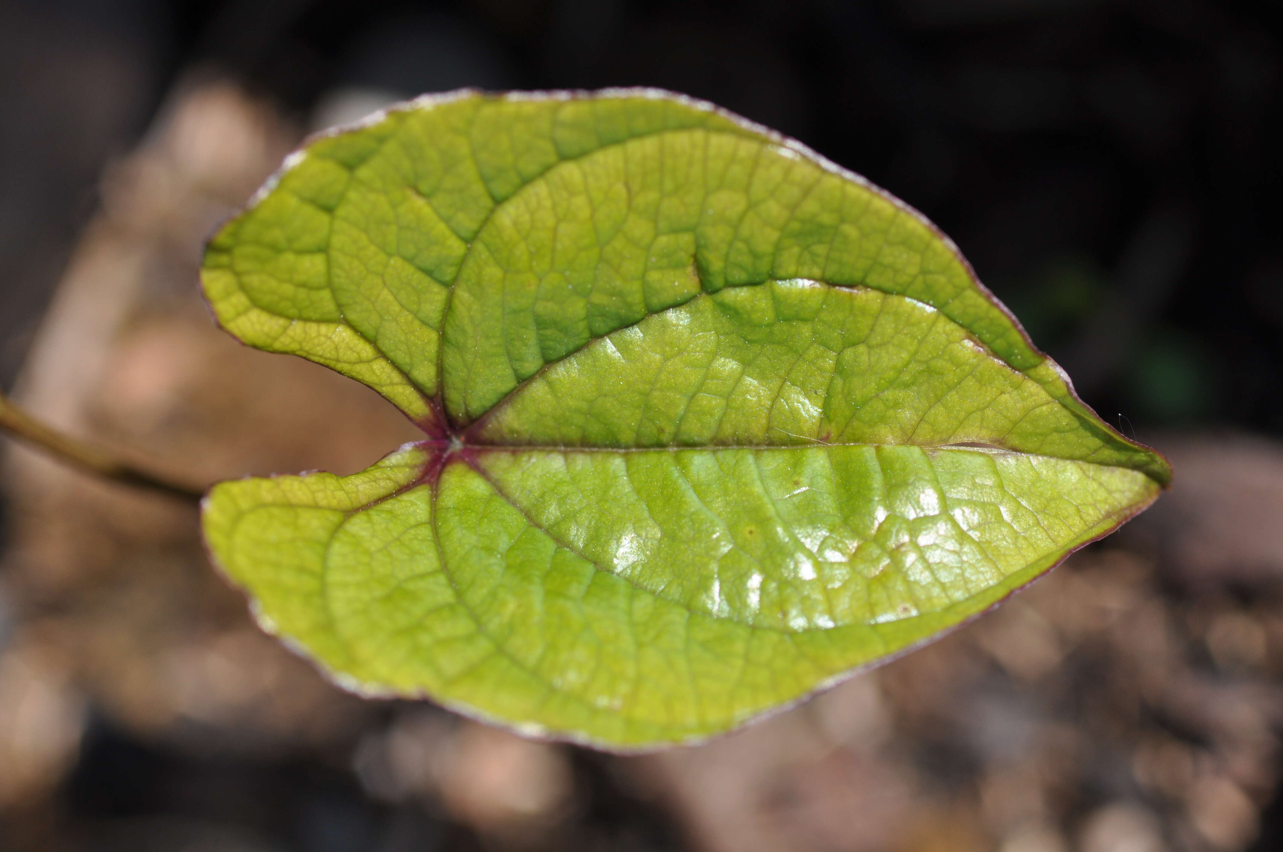 Image of Chinese yam