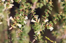 Image of Leucopogon cordifolius Lindl.