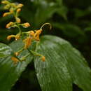 Image of Globba sessiliflora Sims