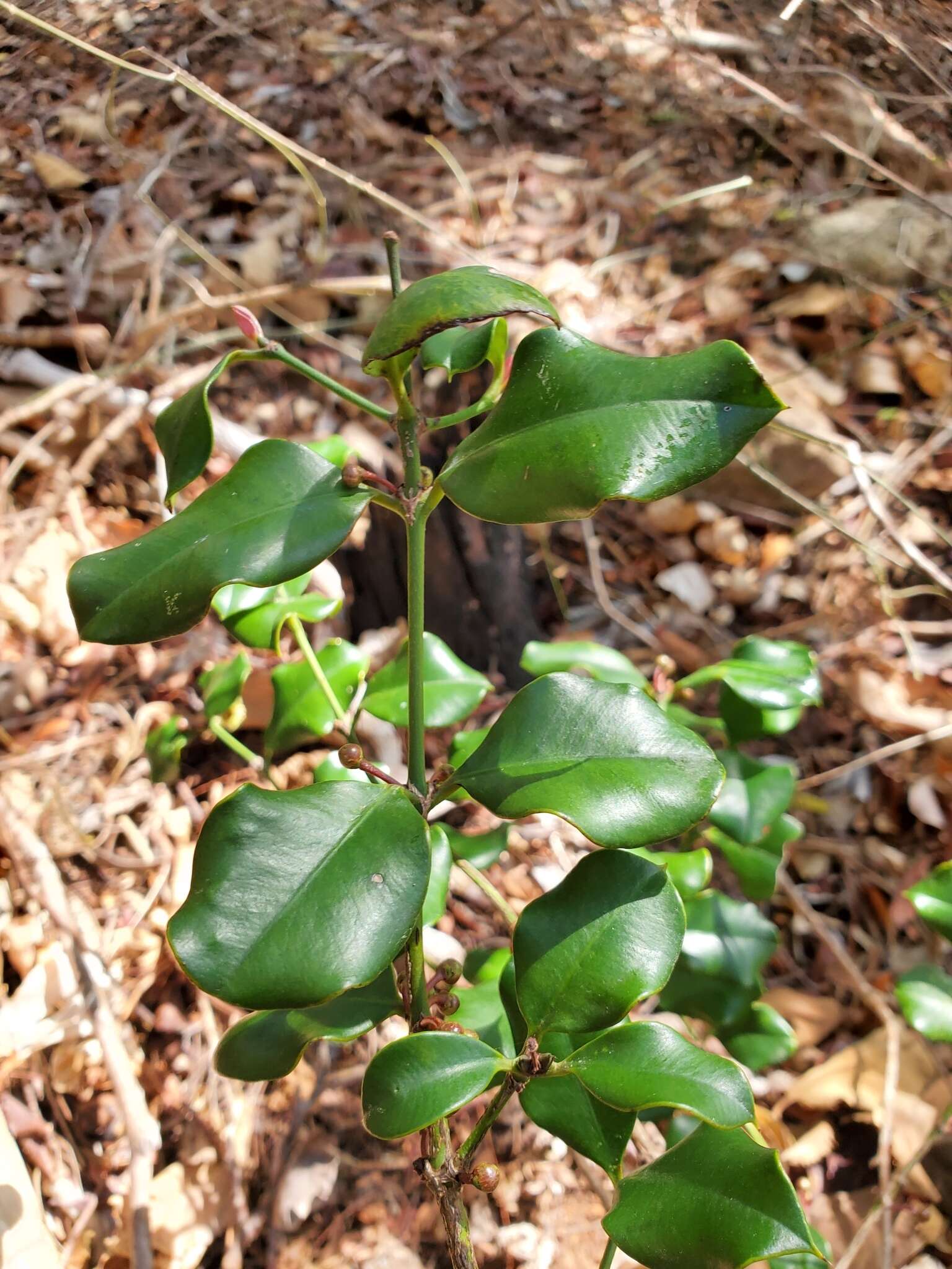 Garcinia calcicola (Jum. & H. Perrier) P. W. Sweeney & Z. S. Rogers resmi