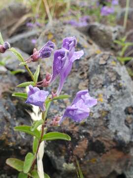 Image of narrowleaf skullcap