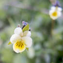 Image of Dwarf Pansy