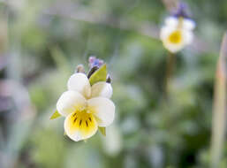 Image of Dwarf Pansy