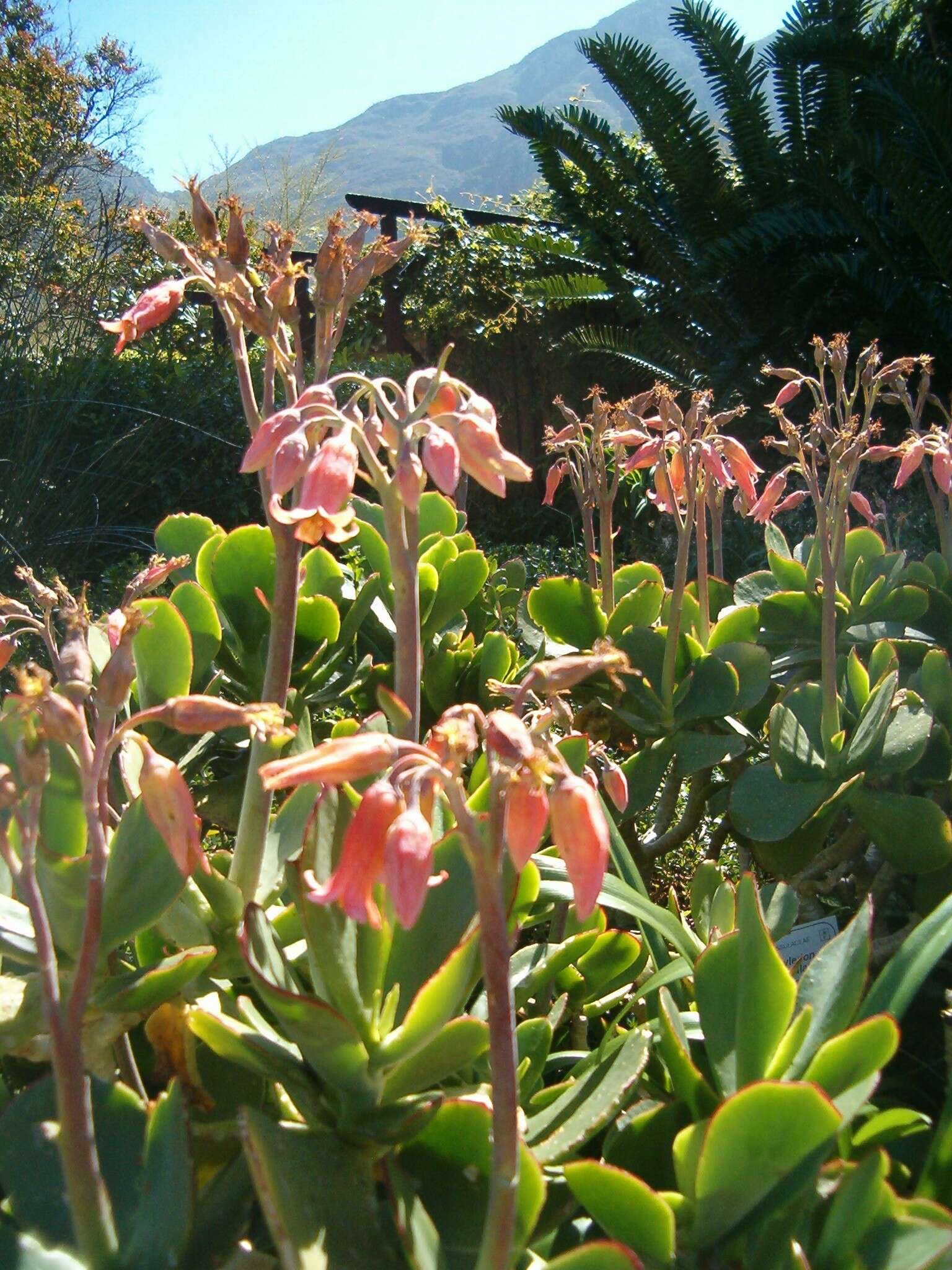 Image of pig's ear